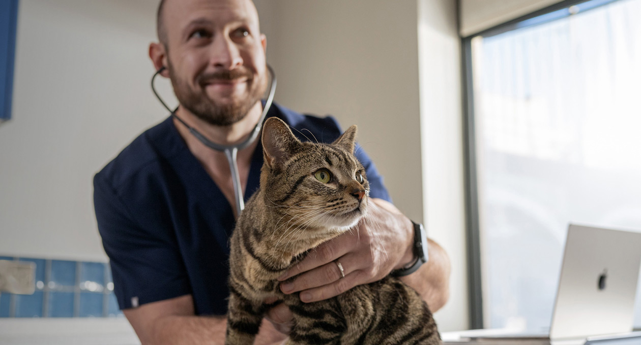 Ein Tierarzt untersucht eine Katze